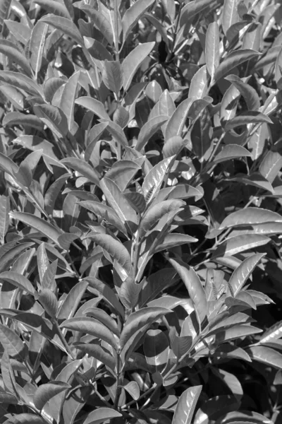 Plantas Laurel Cerezo Prunus Laurocerasus Jardín — Foto de Stock