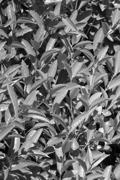 Plantas Laurel Cerezo Prunus Laurocerasus Jardín — Foto de Stock