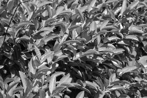 Bahçedeki Kiraz Defne Bitkileri Prunus Laurocerasus — Stok fotoğraf