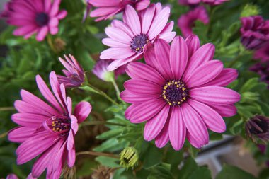 İtalya, Sicilya, bahçede mor Afrikalı papatyalar.