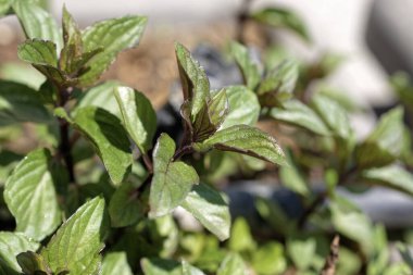 Gıda: Bahçedeki nane bitkisi