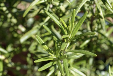 Gıda: Bahçedeki biberiye bitkisi