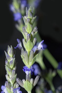 Çiçekli lavanta bitkisi