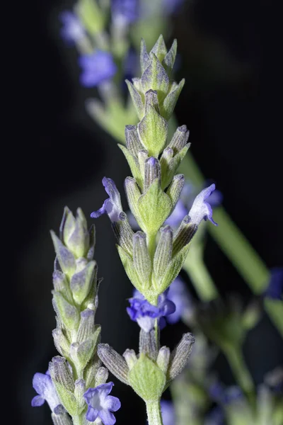 Planta Lavanda Con Flores — Foto de Stock