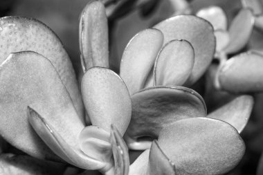 İtalya, Sicilya, bahçedeki sulu bitkiler.