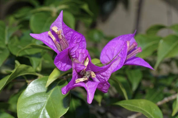 Italy Sicily Countryside Purple Bouganvilleas Garden — Stock Photo, Image