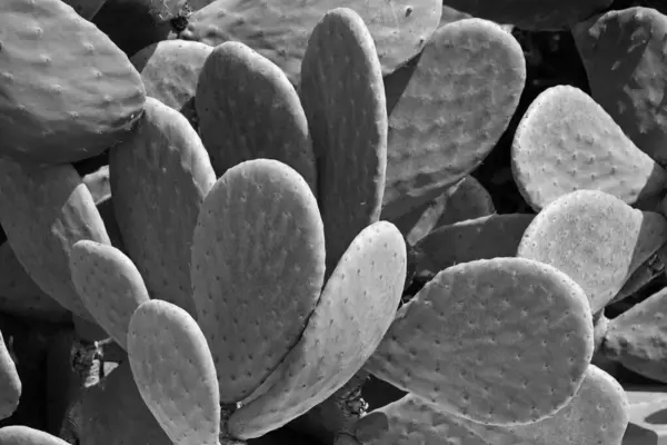 Italia Sicilia Campo Espinosas Peras Jardín —  Fotos de Stock