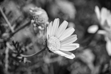 İtalya, Sicilya, kırsal bölgeler, sarı papatyalar.