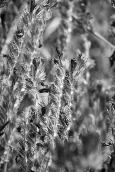 Italie Sicile Campagne Fleurs Violettes Sauvages Dans Champ — Photo