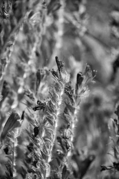 Italie Sicile Campagne Fleurs Violettes Sauvages Dans Champ — Photo