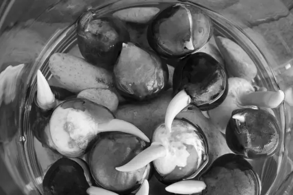 木のテーブルの上に水と石でガラス花瓶に成長している球根チューリップ — ストック写真