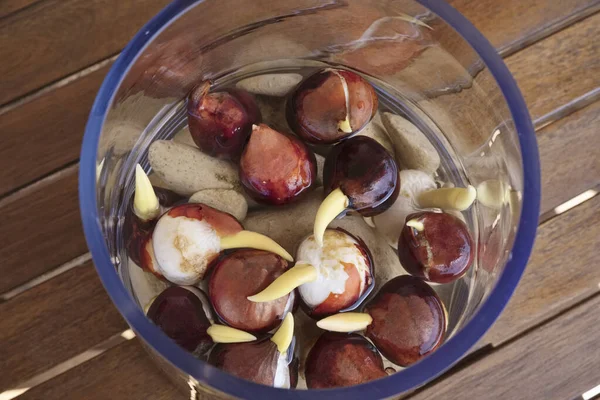 Tulipani Bulbo Che Crescono Vaso Vetro Con Acqua Pietre Tavolo — Foto Stock