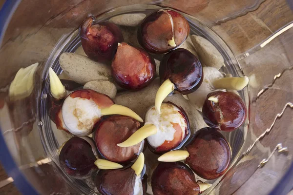 Tulipani Bulbo Che Crescono Vaso Vetro Con Acqua Pietre Tavolo — Foto Stock