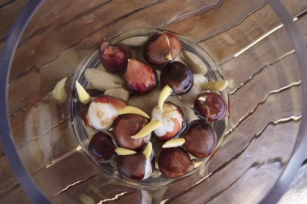 Tulipani Bulbo Che Crescono Vaso Vetro Con Acqua Pietre Tavolo — Foto Stock