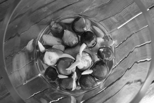 Луковичные Тюльпаны Растут Стеклянной Вазе Водой Камнями Деревянном Столе — стоковое фото