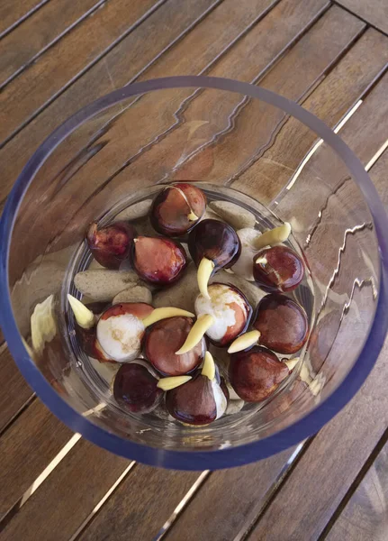 Tulipas Bulbo Crescendo Vaso Vidro Com Água Pedras Uma Mesa — Fotografia de Stock