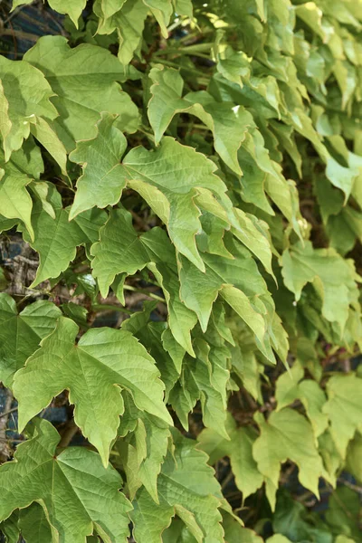 Italië Sicilië Platteland Amerikaanse Klimop Een Tuin — Stockfoto