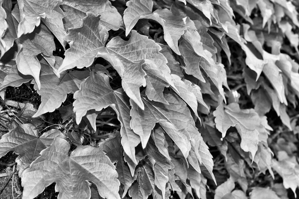 Italia Sicilia Campagna Edera Americana Giardino — Foto Stock