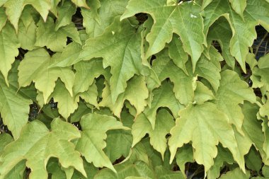 İtalya, Sicilya, kırsal, Amerikan sarmaşığı