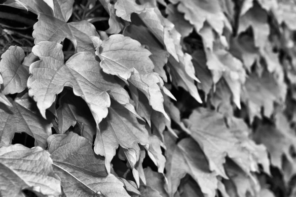 Italia Sicilia Campagna Edera Americana Giardino — Foto Stock