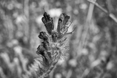 İtalya, Sicilya, kırsal bölgeler, tarlada yabani mor çiçekler.