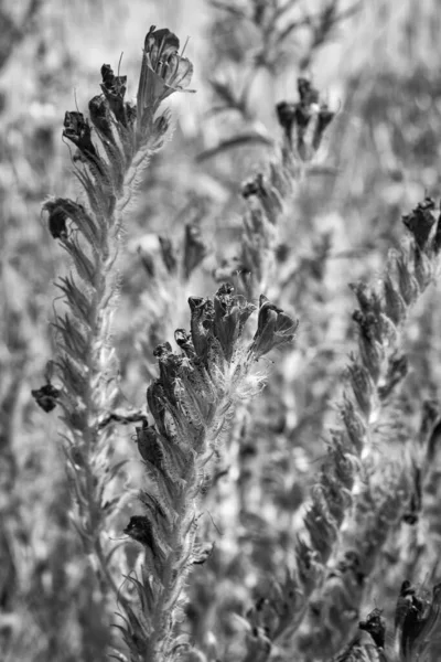 İtalya, Sicilya, kırsal bölgeler, tarlada yabani mor çiçekler.