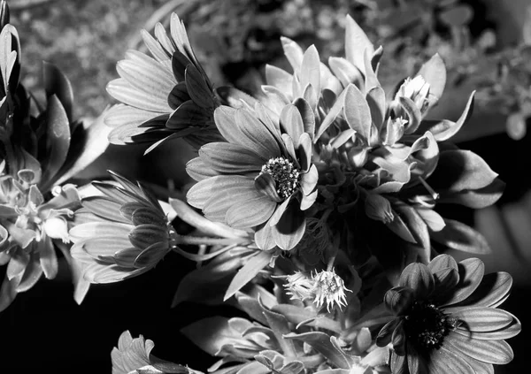 Italien Sizilien Lila Afrikanische Daisys Einem Garten — Stockfoto
