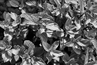 Gıda: Bahçedeki nane bitkisi