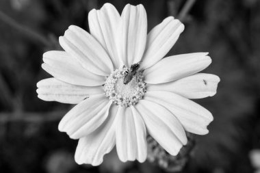 İtalya, Sicilya, kırsal bölgeler, sarı papatyadaki küçük böcekler