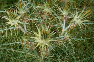 İtalya, Sicilya, kırsal bölgeler, tarladaki dikenli bitkiler.