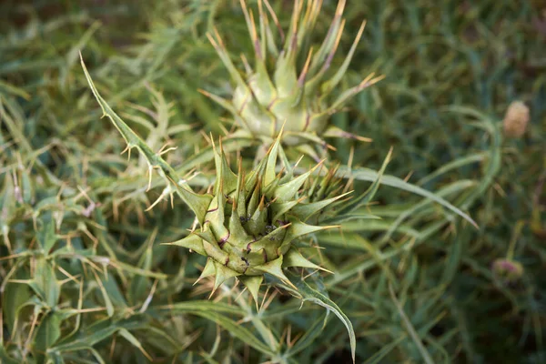 Italien Sizilien Landschaft Ameisen Auf Einer Stacheligen Wildpflanze Auf Einem — Stockfoto