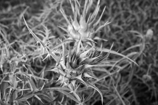 Italia Sicilia Campo Hormigas Una Planta Espinosa Silvestre Campo — Foto de Stock