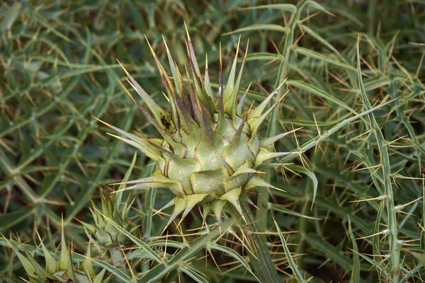 イタリア シチリア島 フィールド内の野生の棘植物 — ストック写真