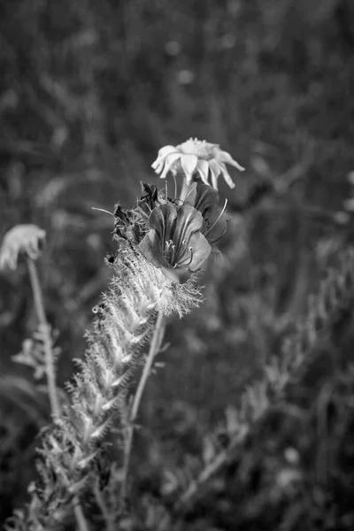 Italie Sicile Campagne Fleurs Violettes Sauvages Dans Champ — Photo