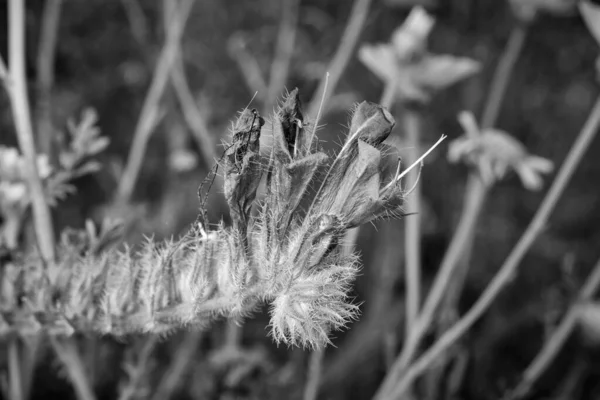 Italie Sicile Campagne Fleurs Violettes Sauvages Dans Champ — Photo