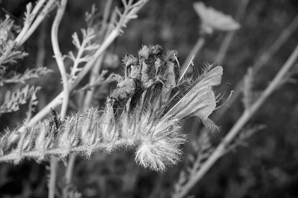 Italien Sizilien Landschaft Wilde Lila Blumen Auf Einem Feld — Stockfoto