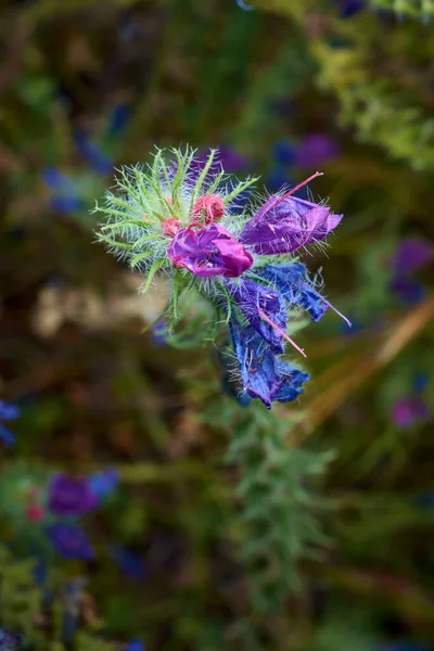 Італія Сицилія Сільська Місцевість Буйні Фіолетові Квіти Полі — стокове фото