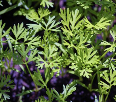 İtalya, Sicilya, bahçede yeşil yapraklar.