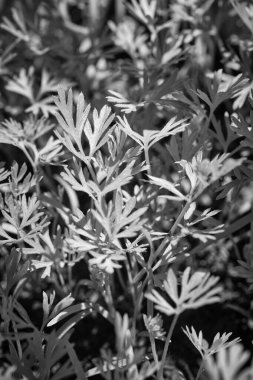 İtalya, Sicilya, bahçede yeşil yapraklar.