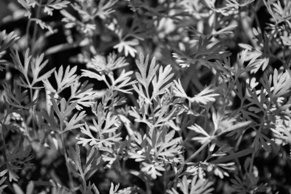 Alimentos Itália Sicília Plantas Cenoura Folhas Verdes Jardim — Fotografia de Stock