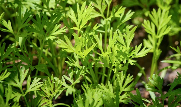 FOOD; Italy, Sicily, carrot plants green leaves in a garden