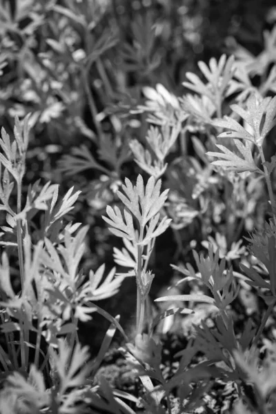 Alimentos Italia Sicilia Las Plantas Zanahoria Hojas Verdes Jardín —  Fotos de Stock