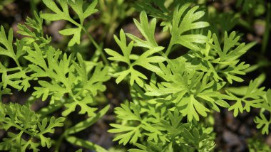 İtalya, Sicilya, bahçede yeşil yapraklar.