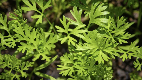 Alimentos Itália Sicília Plantas Cenoura Folhas Verdes Jardim — Fotografia de Stock