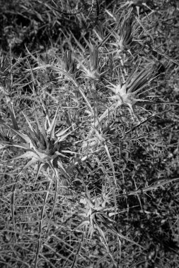 İtalya, Sicilya, kırsal bölgeler, tarladaki dikenli bitkiler.