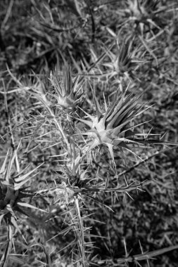 İtalya, Sicilya, kırsal bölgeler, tarladaki dikenli bitkiler.