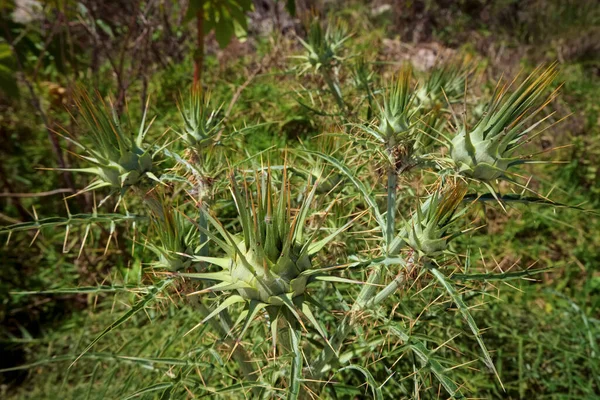 Itália Sicília Campo Planta Espinhosa Selvagem Campo — Fotografia de Stock