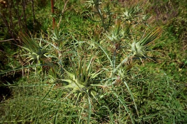 Italia Sicilia Campo Planta Espinosa Silvestre Campo —  Fotos de Stock