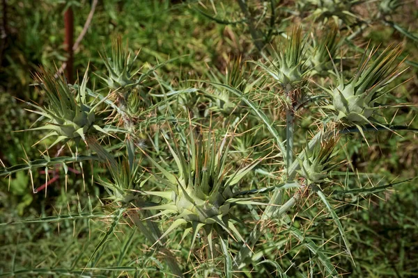 Italia Sicilia Campo Planta Espinosa Silvestre Campo —  Fotos de Stock