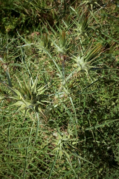 Italia Sicilia Campo Planta Espinosa Silvestre Campo —  Fotos de Stock